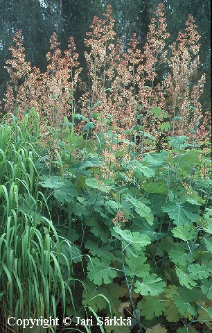 Macleaya microcarpa 'Coral Plume'